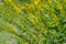 The herbal plant common agrimony