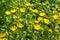 The herbal plant gumweed