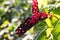 Herbal plant: Indian pokeweed Phytolacca acinosa