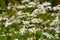The herbal plant mint geranium