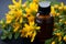 Herbal remedy Yellow Hypericum flowers, essential in alternative medicine practices