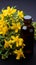Herbal remedy Yellow Hypericum flowers, essential in alternative medicine practices