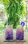Herbal Tea Drinks in The Green Park Concept, Couple Glasses of Gradient Purple Butterfly Pea Juices Decorated with Flowers