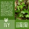 herbalist advise in natural remedies of Ivy benefits