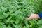 Herbalist hand pick mint herb leaves in garden
