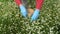 Herbalist hands with blue protective glove picking medical chamomile flowers