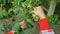 Herbalist hands collect linden tree blooms.