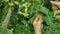 Herbalist hands collect linden tree blooms.