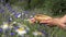 Herbalist hands pick daisy flowers between cornflower in summer field. 4K