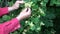 Herbalist hands pick linden lime tree blossoms