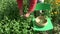 Herbalist picking fresh medical lemon balm in summer garden