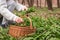 Herbalist picking Ramson plant leaves knows as Wild garlic