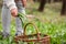 Herbalist picking Ramson plant leaves knows as Wild garlic