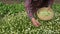 herbalist woman hands picking chamomile medical flowers