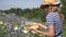 Herbalist woman pick daisy flowers between cornflower in summer field. 4K