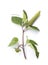 Herbarium : Datura inoxia branch