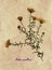 Herbarium of European Michaelmas-daisy