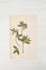 Herbarium of flowers and grasses,clover, trefoil, shamrock