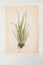 Herbarium of flowers and grasses,wheatgrass, wheat grass, couch