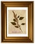 Herbarium of foxtail amaranth