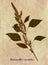 Herbarium of foxtail amaranth