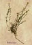 Herbarium of hoary alyssum