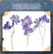 Herbarium pressed blue flowers