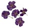 Herbarium of purple dried and pressed violet flowers isolated