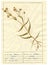 Herbarium sheet - 5/30
