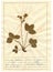 Herbarium sheet - 6/30