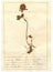 Herbarium sheet - 8/30