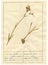 Herbarium sheet - 9/30