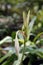 Herbarium Specimen Of Crinum latifolium, Also Known As Pink Striped Trumpet Lily