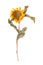 Herbarium sunflower with dry pressed plants on white