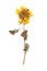 Herbarium sunflower with dry pressed plants on white