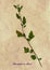 Herbarium of white goosefoot