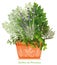 Herbes de Provence in Clay Planter