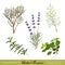 Herbes de Provence, Herb Blend