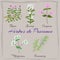 Herbes de Provence. Thyme, Savory, Oregano, Marjoram,