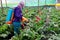 Herbicide application in a flower plantation in a greenhouse