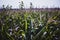 herbicide resistant weeds against the skyline above a field of tasseled corn