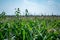 herbicide resistant weeds against the skyline above a field of tasseled corn