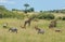 Herbivores grazing in Africa