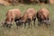 Herbivores grazing in long grass. Cameroon sheep behind tall gra