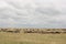 Herbivores in Serengeti national park