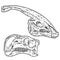 Herbivorous vegetarian dinosars skulls line hand drawn sketch image set. Iguanodontian ornithopod and Parasaurolophus Duck billed