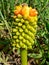 Herbs. Arum italicum Mill., 1798