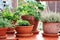 Herbs and berry plant on the balcony