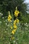 Among the herbs are blooming verbascum