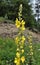 Among the herbs are blooming verbascum